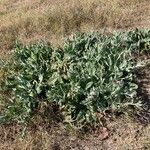 Centaurea seridis Habit