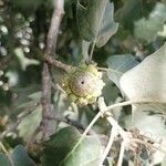 Quercus ithaburensis फल