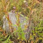 Verbena hastata Plante entière