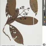 Rudgea stipulacea Leaf