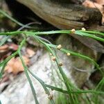 Psilotum nudum Fruit