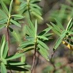 Hypericum lanceolatum Leaf