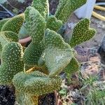 Opuntia microdasysHostoa