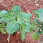 Centratherum punctatum Folla