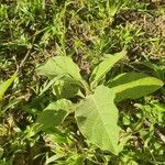 Solanum erianthum Leaf