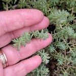 Sedum diffusum Лист