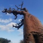 Adansonia za Rinde