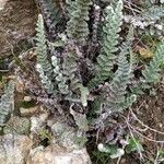 Cosentinia vellea Likasa