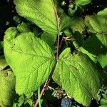 Rubus canadensis Lapas