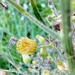 Erigeron sumatrensisКвітка