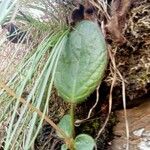 Bergenia ciliata ഇല