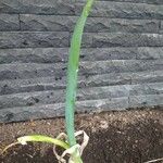 Allium ascalonicum Leaf