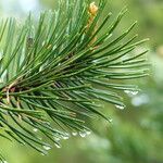 Pinus cembroides Лист