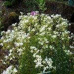 Saxifraga trifurcata Altul/Alta