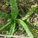 Aloe amudatensis Levél