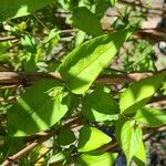 Deutzia gracilis Leaf
