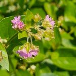 Mirabilis albida Flor