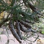 Melaleuca huegelii Fruto