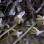 Summerhayesia laurentii Flower