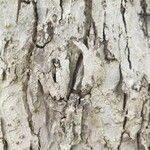 Malus pumila кора