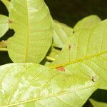 Vitex cooperi Yaprak