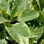 Nicotiana tomentosa Blad