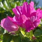 Rosa rugosa Flors