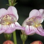 Penstemon palmeri Flor