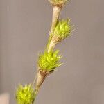 Carex albolutescens Blüte
