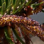 Abies spectabilis Habitat