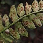 Asplenium barteri Hoja