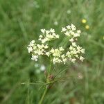 Conopodium majus Kukka