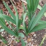 Agapanthus inapertus Leaf