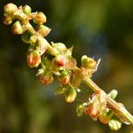 Rumex roseus Цвят