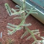 Araucaria montana पत्ता