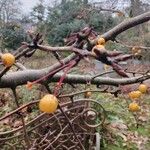 Malus toringo Φρούτο