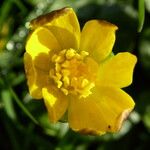 Ranunculus californicus Λουλούδι