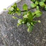 Stellaria media Flor