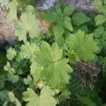 Bowlesia incana Yaprak