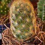 Mammillaria elongata葉