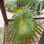 Coccothrinax barbadensis Hoja