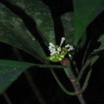 Psychotria champluvierae Blüte