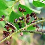 Zanthoxylum rhoifolium फल