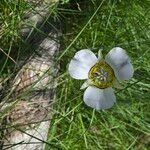 Calochortus gunnisonii Λουλούδι