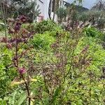 Ocimum kilimandscharicum Leaf
