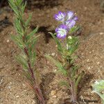 Phacelia linearis 整株植物