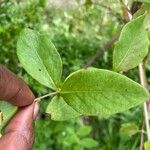 Lonicera hirsuta Blatt