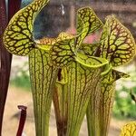 Sarracenia flava Folha