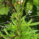 Cosmos sulphureus Bark