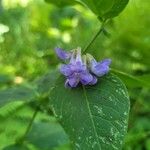 Vicia unijuga